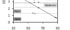 Figure 1: Validation of Iindex of Size Spectra sensitivity (ISS) in an independent ecosystem, Margherita di Savoia saltpan. Relationship between ISS values and salinity is reported (p < 0.001).